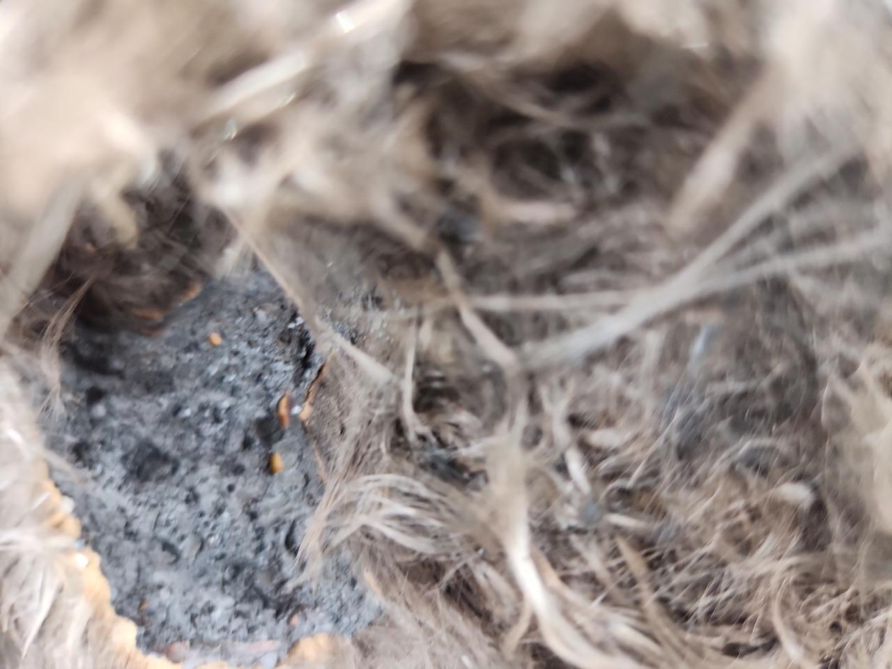 Chevrolet Corvette Grand Sport 1lt Image 12